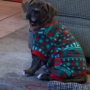 Meet your Posher, Dawn